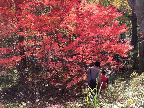 紅葉はすばらしい